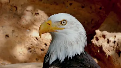 4k白头鹰无缝循环