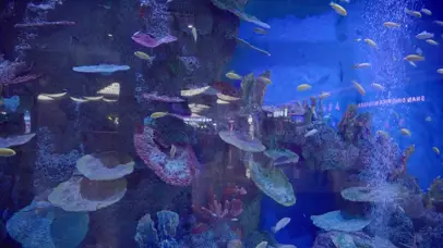 4k海洋馆里的各种水生物小鱼