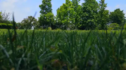 4K夏季草丛蓝天白云树林