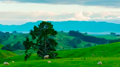 草原上的羊儿延时