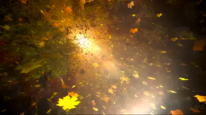 3D视觉感 黄金落叶