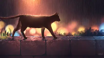 雨夜小猫
