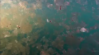 浮游生物