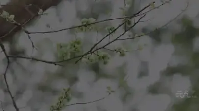 小熊猫