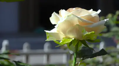 4K花园金色玫瑰花花朵唯美