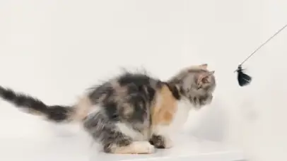 三花矮脚