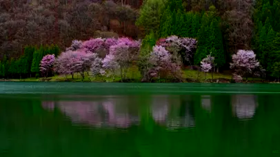 超美樱花水景.