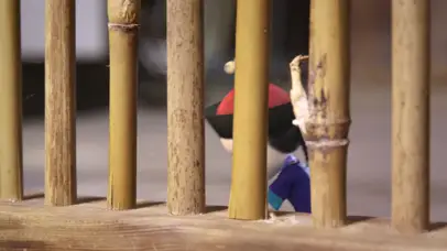 僵小鱼-加油振作