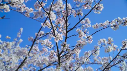 4K樱花树下小猫