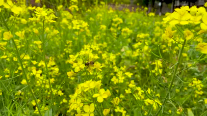 4k微风油菜花小蜜蜂