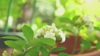 唯美幸福的小白花