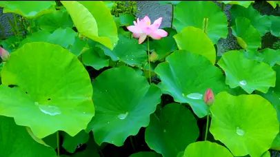 护眼雨打荷叶4k