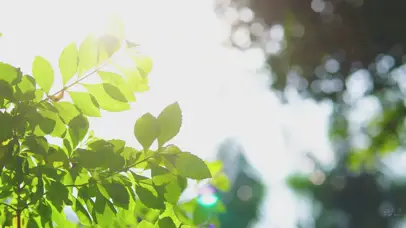 4K夏天小清新阳光照射下树叶