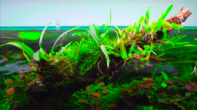 4K枯木水草水族馆