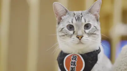 可爱猫咪