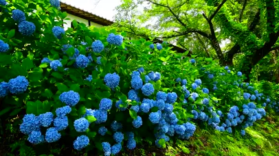 夏日紫阳花