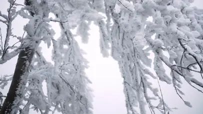 4K冬天雾凇风景