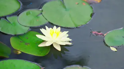 4K公园荷花荷叶