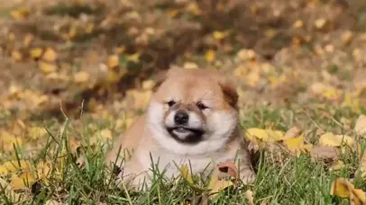 一只可爱的小狗狗