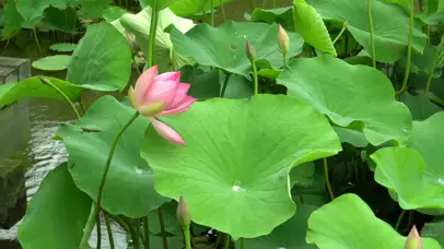 落雨听荷声