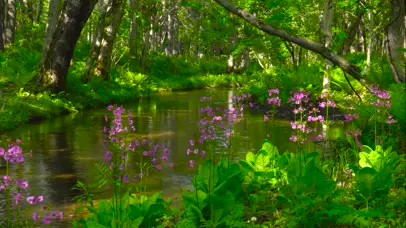 幽静的绿林流水