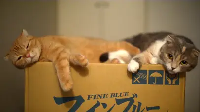 懒惰的小猫
