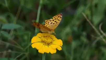 花蝴蝶高清动态壁纸