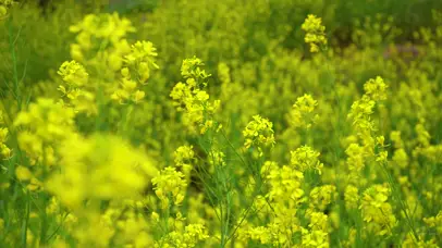 4K唯美春天油菜花田花海