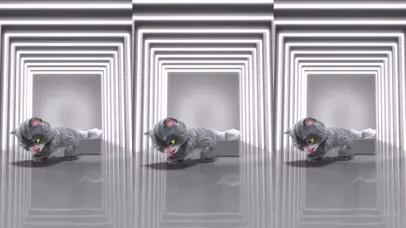 斑布猫-我怎么这么好看