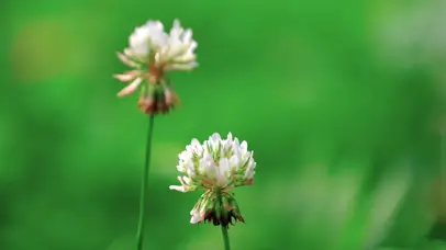 4K花生草阳雀花