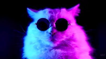冷酷猫咪