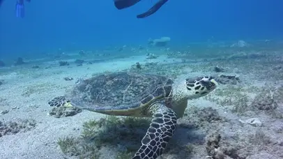 海龟漫游