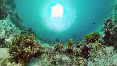 4K海底世界广角