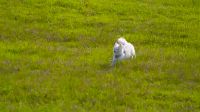 狗狗草地飞奔