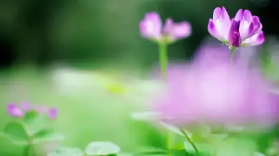 4K唯美绿色草地植物