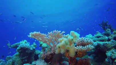 4K梦幻海底世界