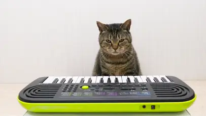 猫咪弹琴