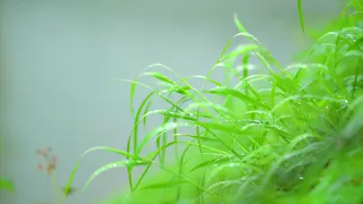 空灵绿色植物