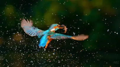 唯美蜂鸟微距慢动作