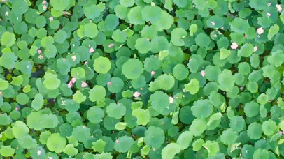 4K夏天盛开荷花