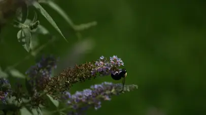 蜜蜂采蜜慢镜头