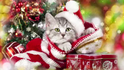 圣诞猫