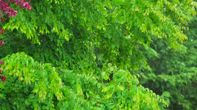 大雨中的绿叶
