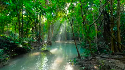 阳光透过绿林山涧
