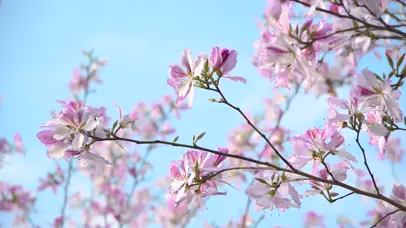 4K风中紫荆花春天春暖花开