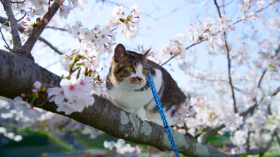 可爱猫咪爬树