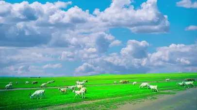 草地羊群