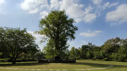 阳光下的银杏树