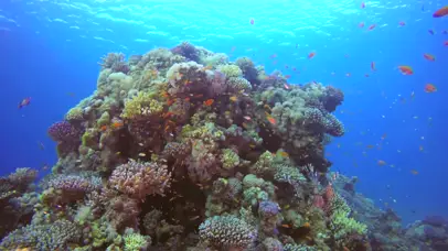 4K唯美海底世界