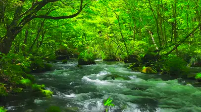 4K夏天绿林山涧